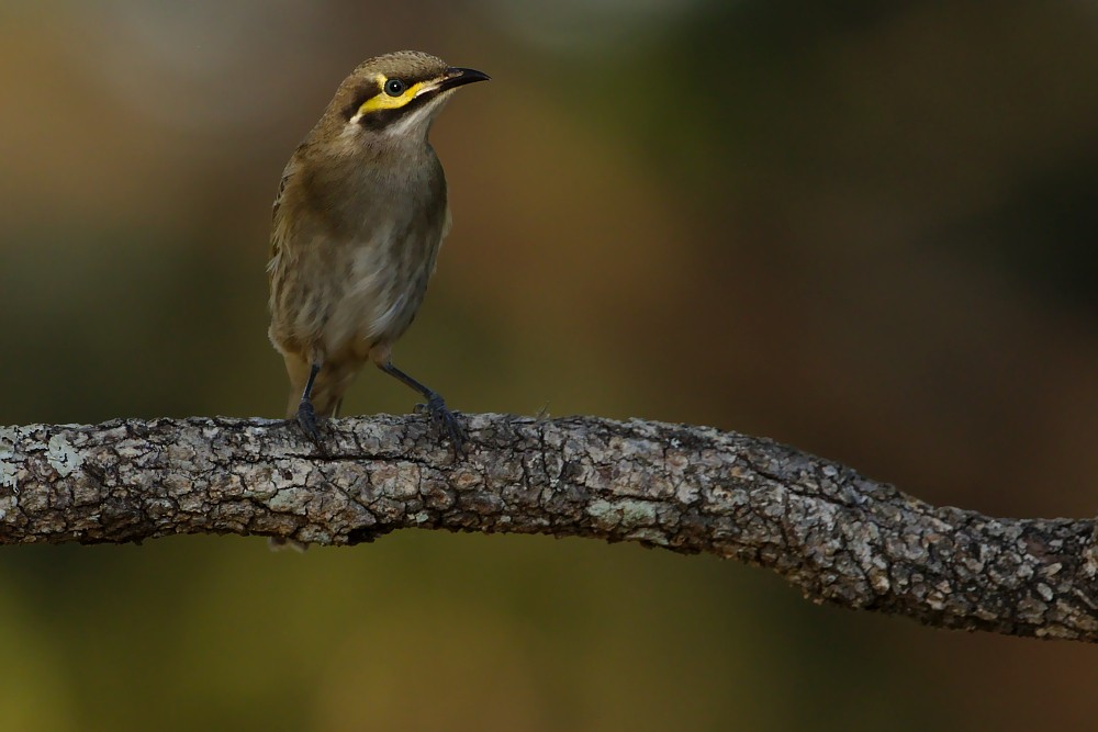 Yellow-faced Honeyeater - Tom Tarrant