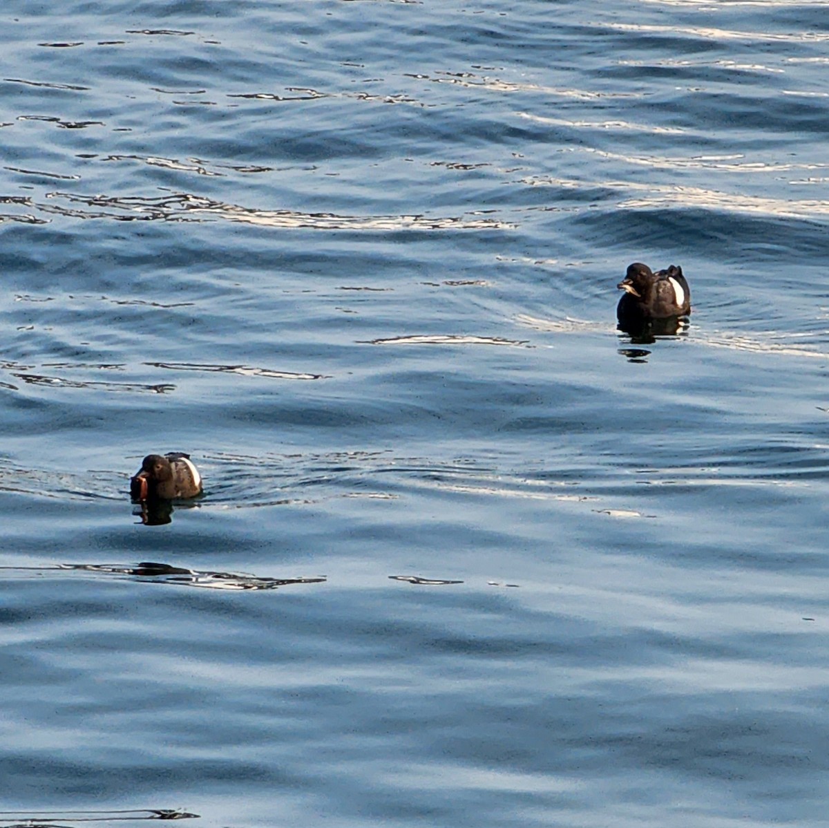 Pigeon Guillemot - ML591257111