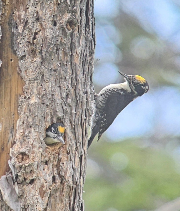 American Three-toed Woodpecker - ML591257361