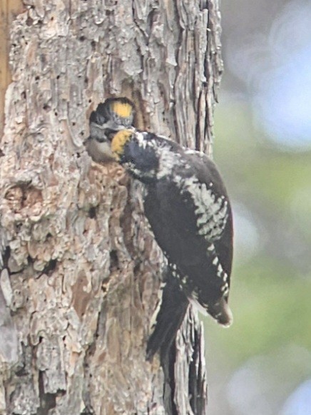 American Three-toed Woodpecker - ML591257801