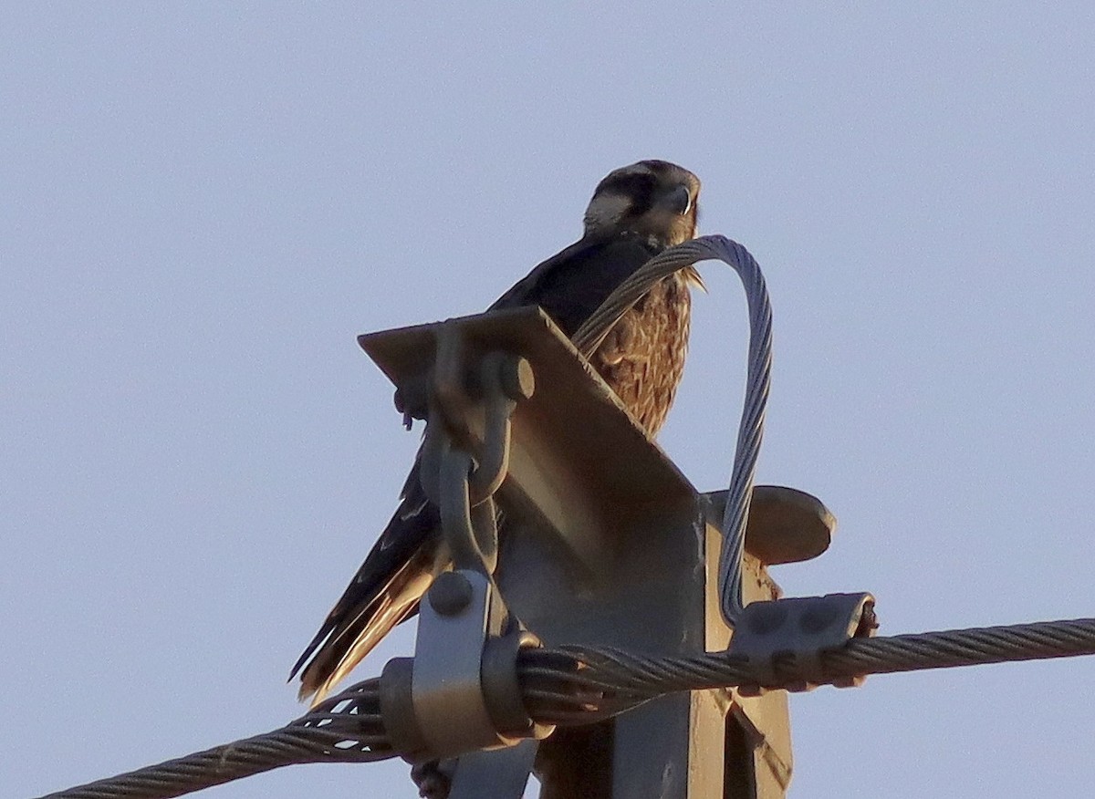 Lanner Falcon - José Aurelio Hernández