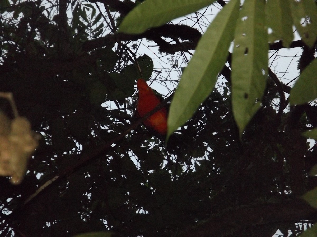 Andean Cock-of-the-rock - ML591259241