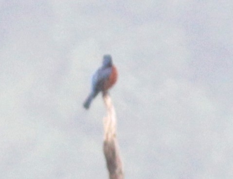 Chestnut-bellied Rock-Thrush - ML591259331