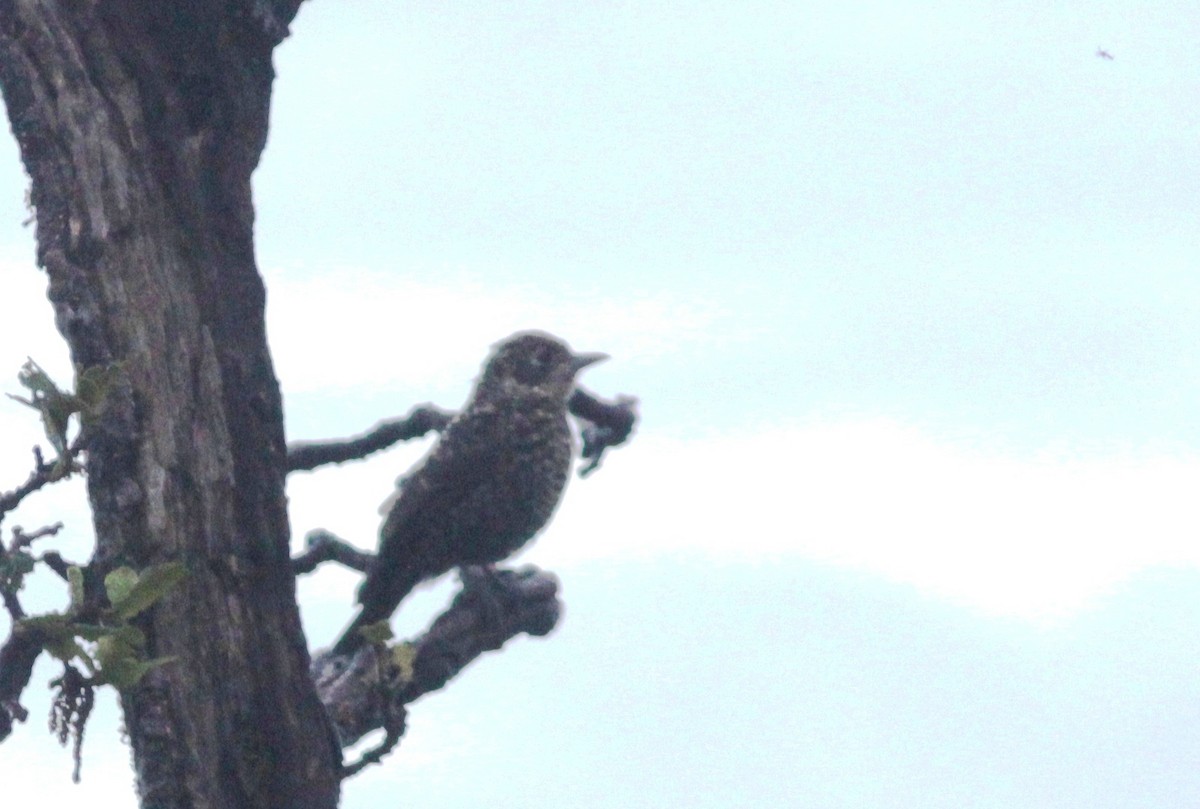 Chestnut-bellied Rock-Thrush - ML591259361