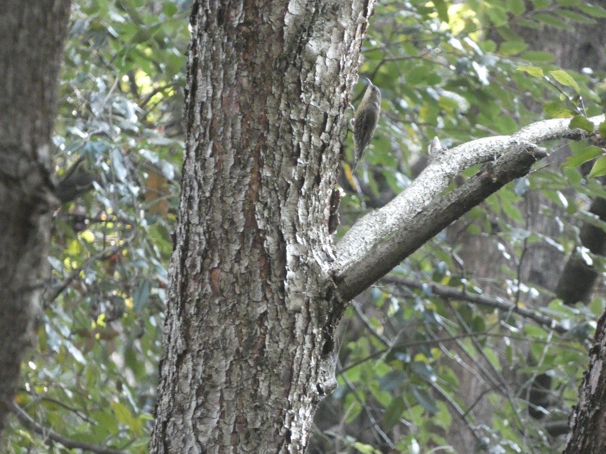 White-throated Treecreeper - ML591259921