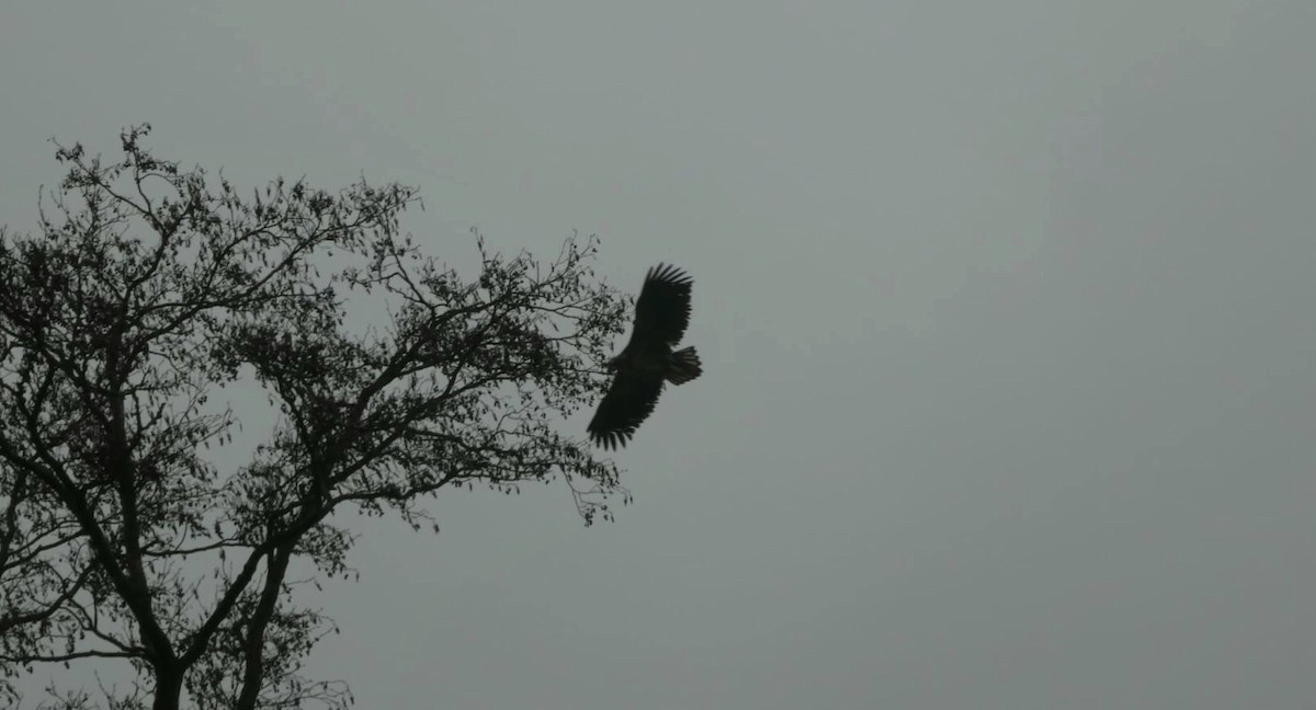 White-tailed Eagle - Tim Corbridge