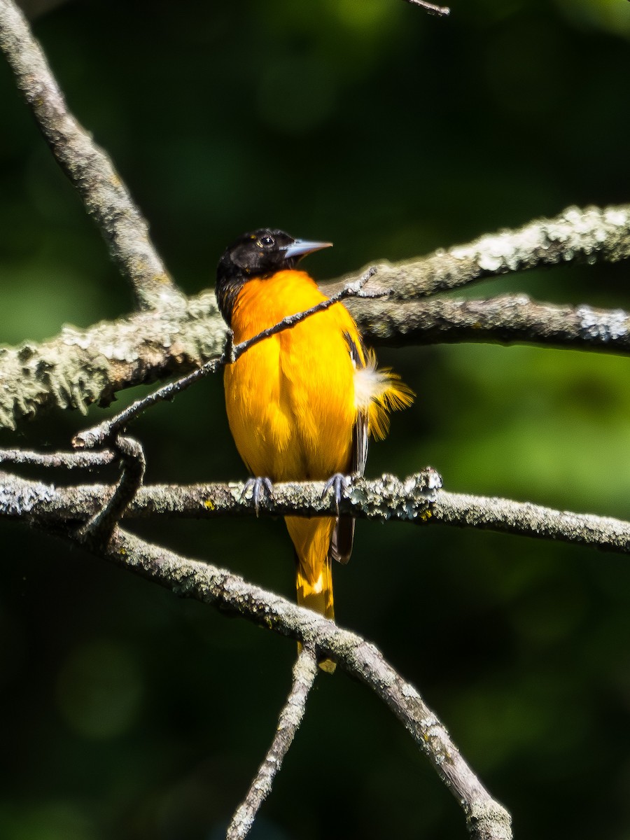 Baltimore Oriole - Jim Dehnert