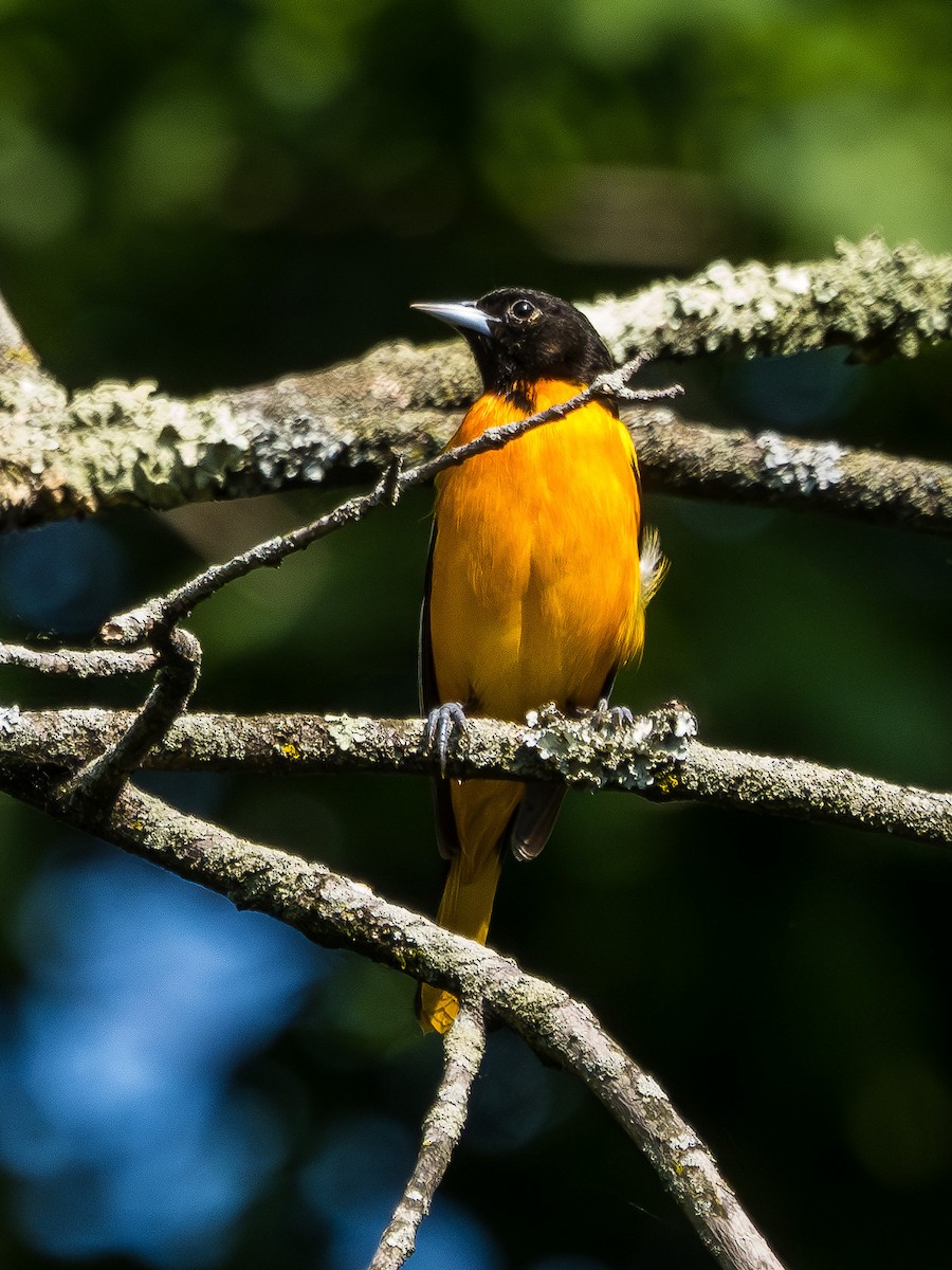 Baltimore Oriole - ML591261341