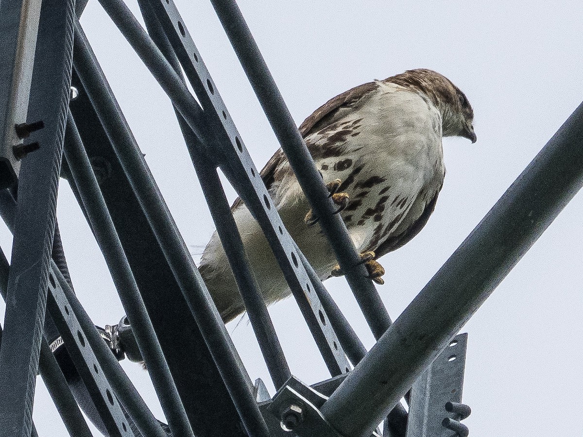 Red-tailed Hawk - ML591261881