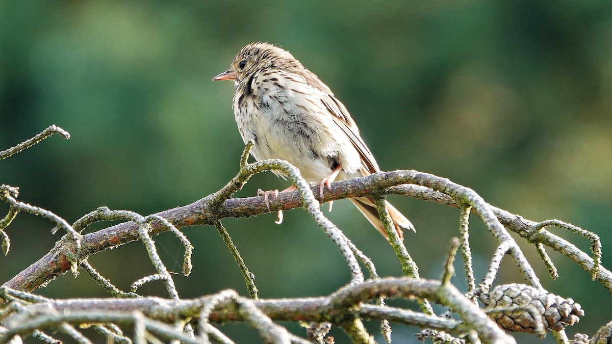 Tree Pipit - ML591262031