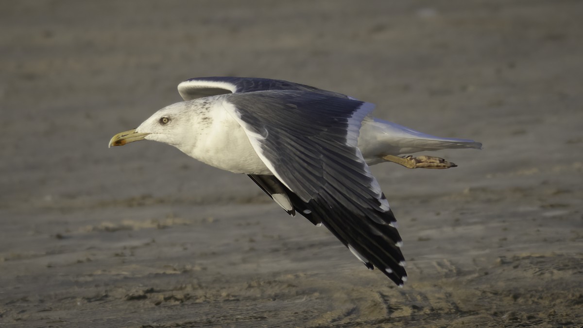 Lesser Black-backed Gull (Heuglin's) - ML591262601