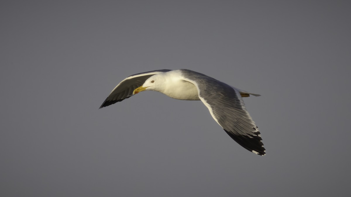 Lesser Black-backed Gull (Steppe) - ML591263581