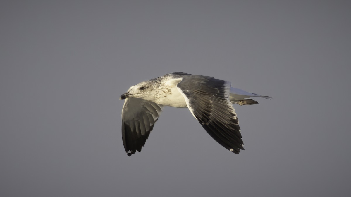 Lesser Black-backed Gull (Heuglin's) - ML591264071