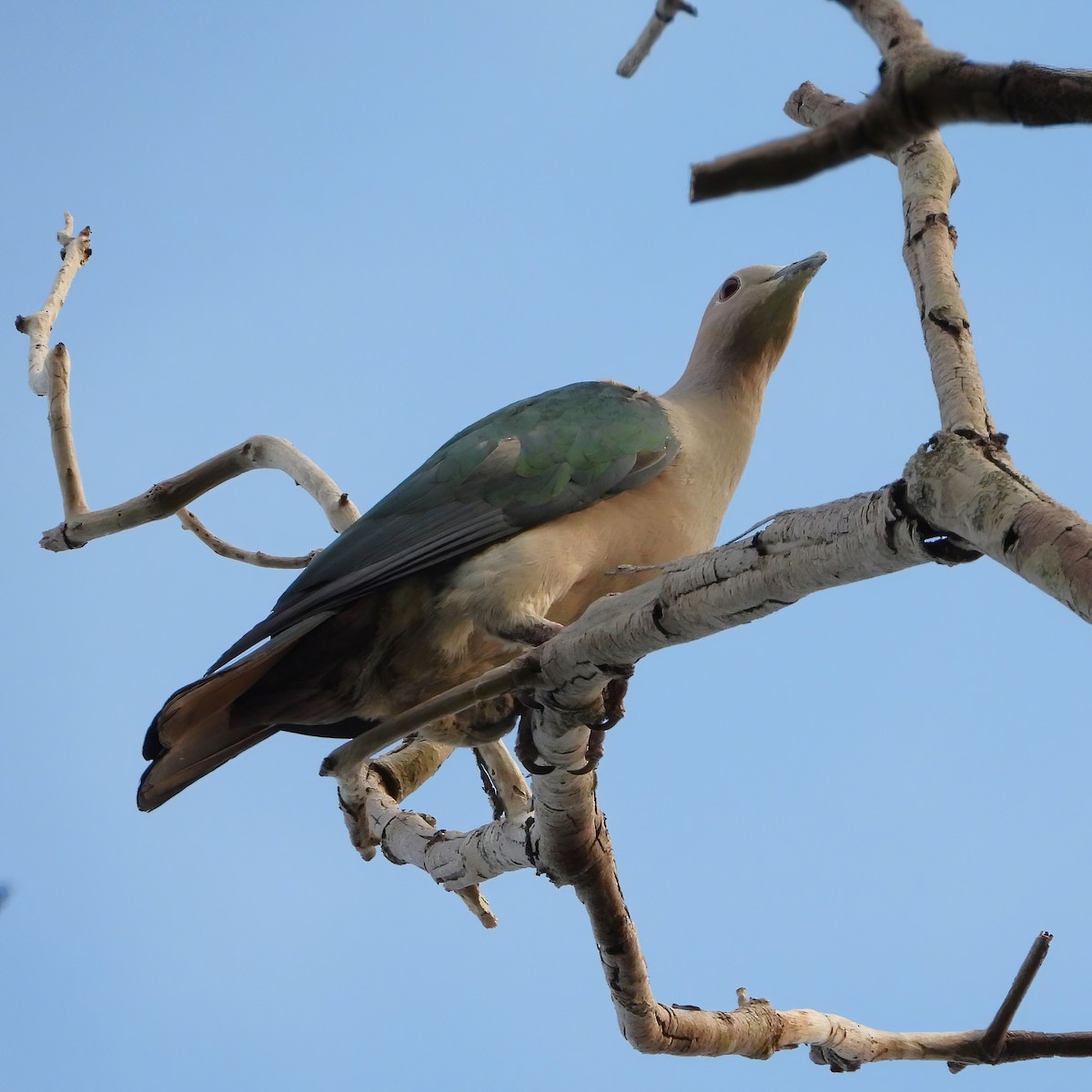 Green Imperial-Pigeon - ML591265201