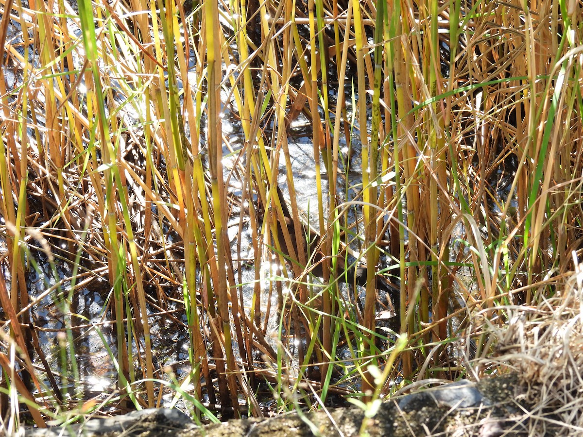 Spotless Crake - ML591265761