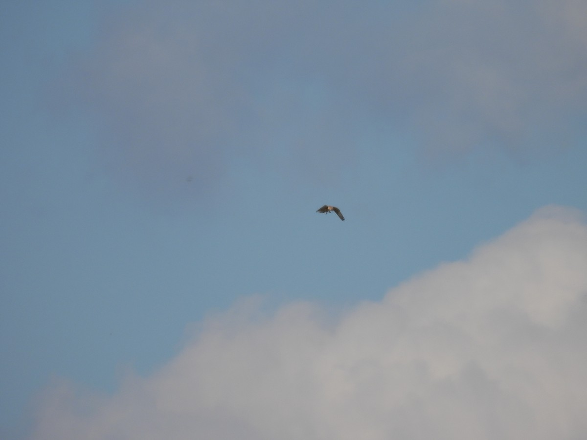 Nankeen Kestrel - ML591265871