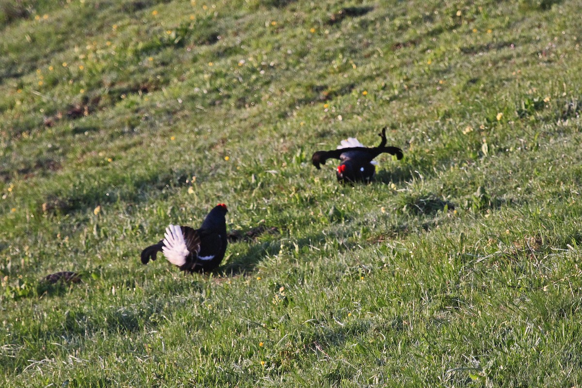 Black Grouse - ML591269411