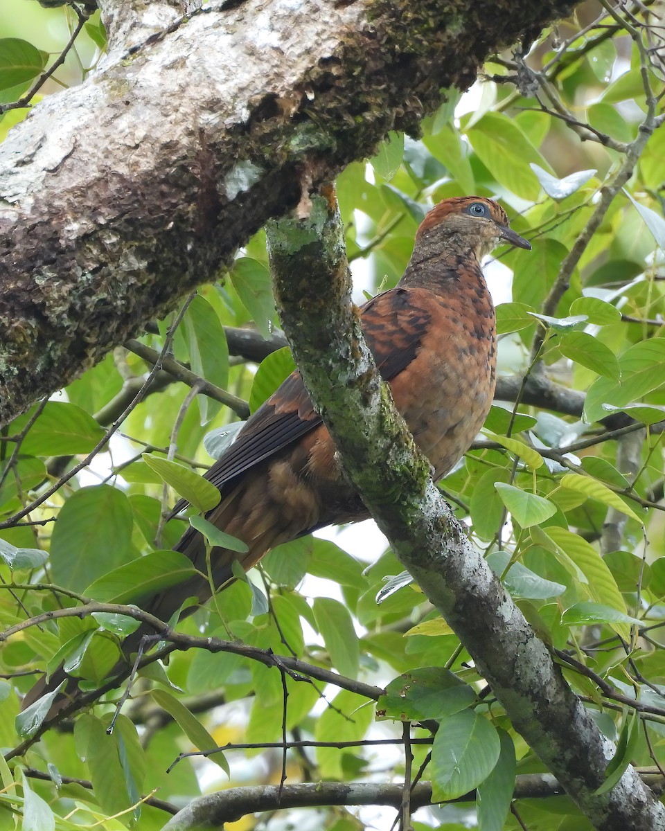 Little Cuckoo-Dove - Clayton  Peoples