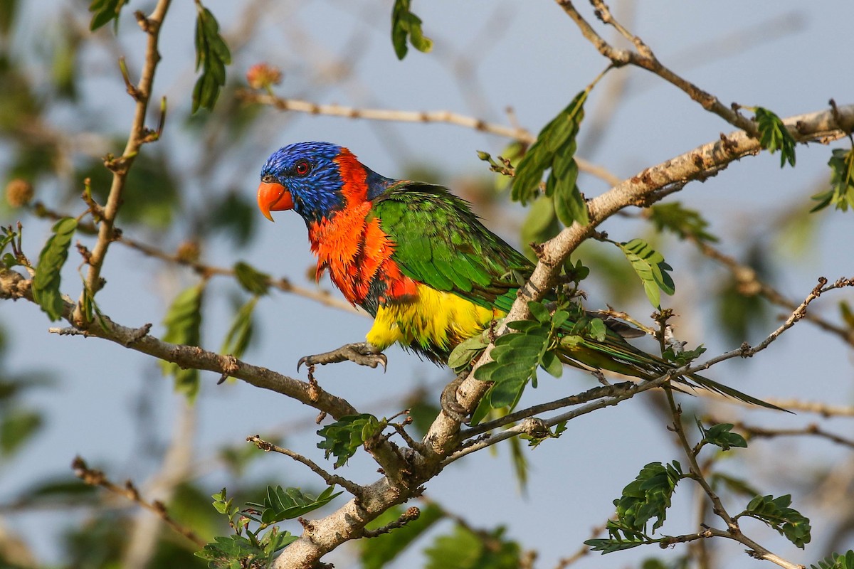 Red-collared Lorikeet - ML591269511