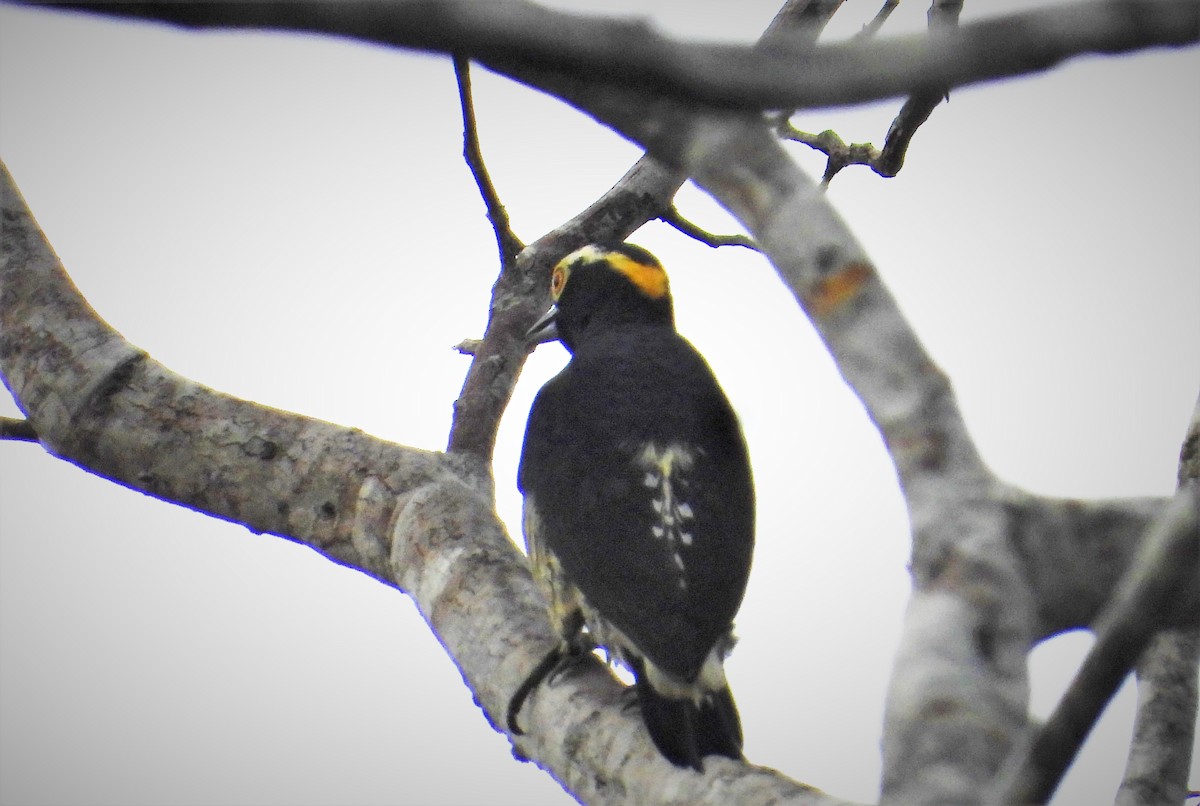 Yellow-tufted Woodpecker - ML591269731