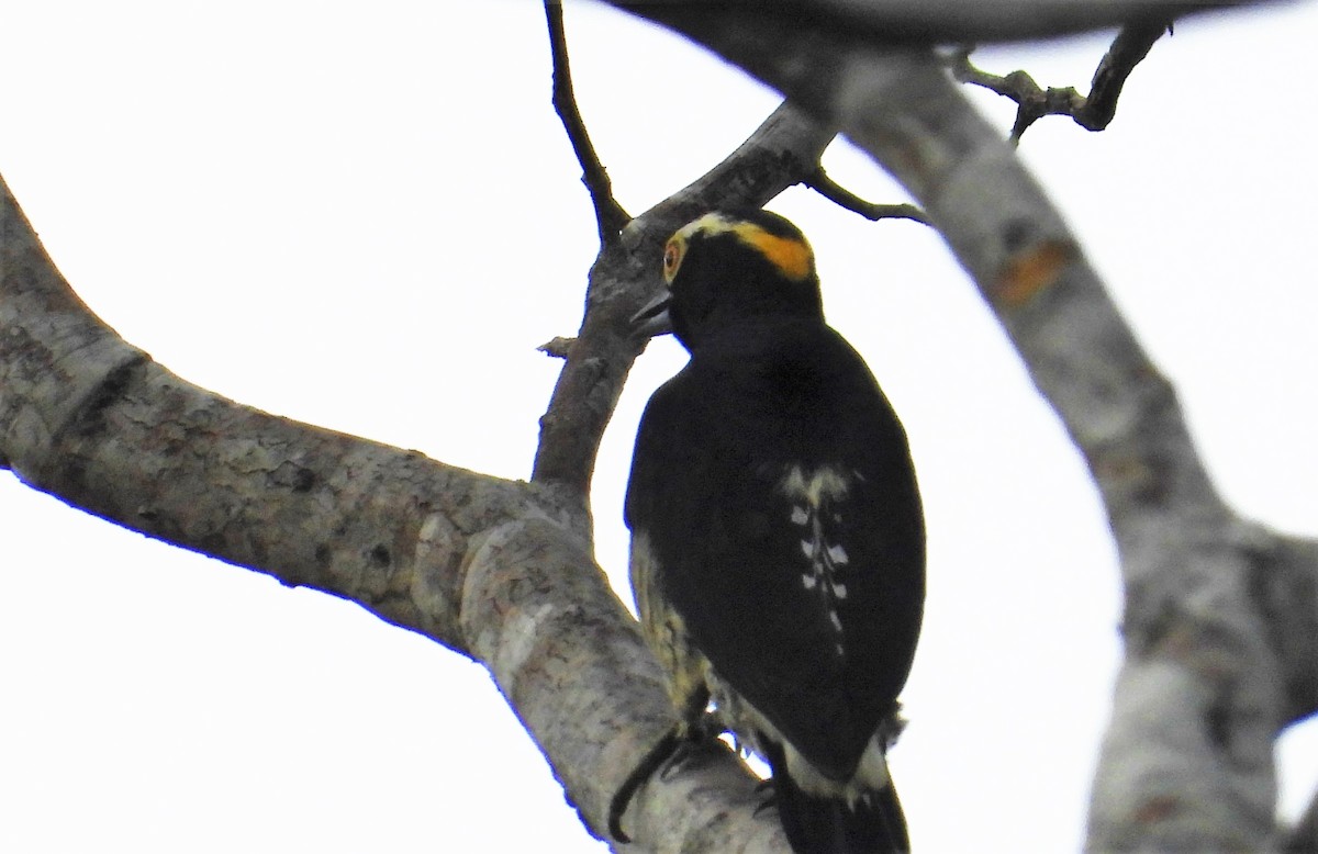 Yellow-tufted Woodpecker - ML591269741