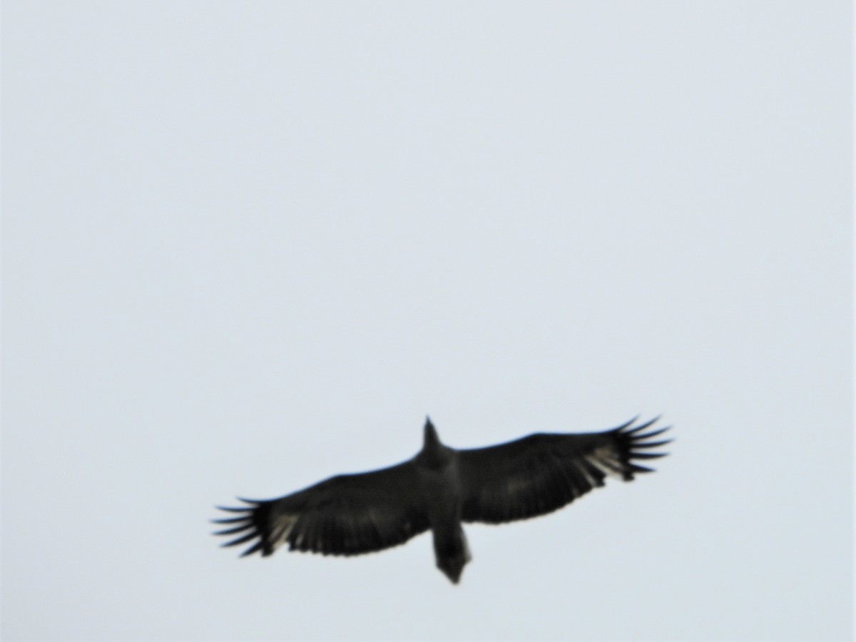 Osprey (Australasian) - ML591269961