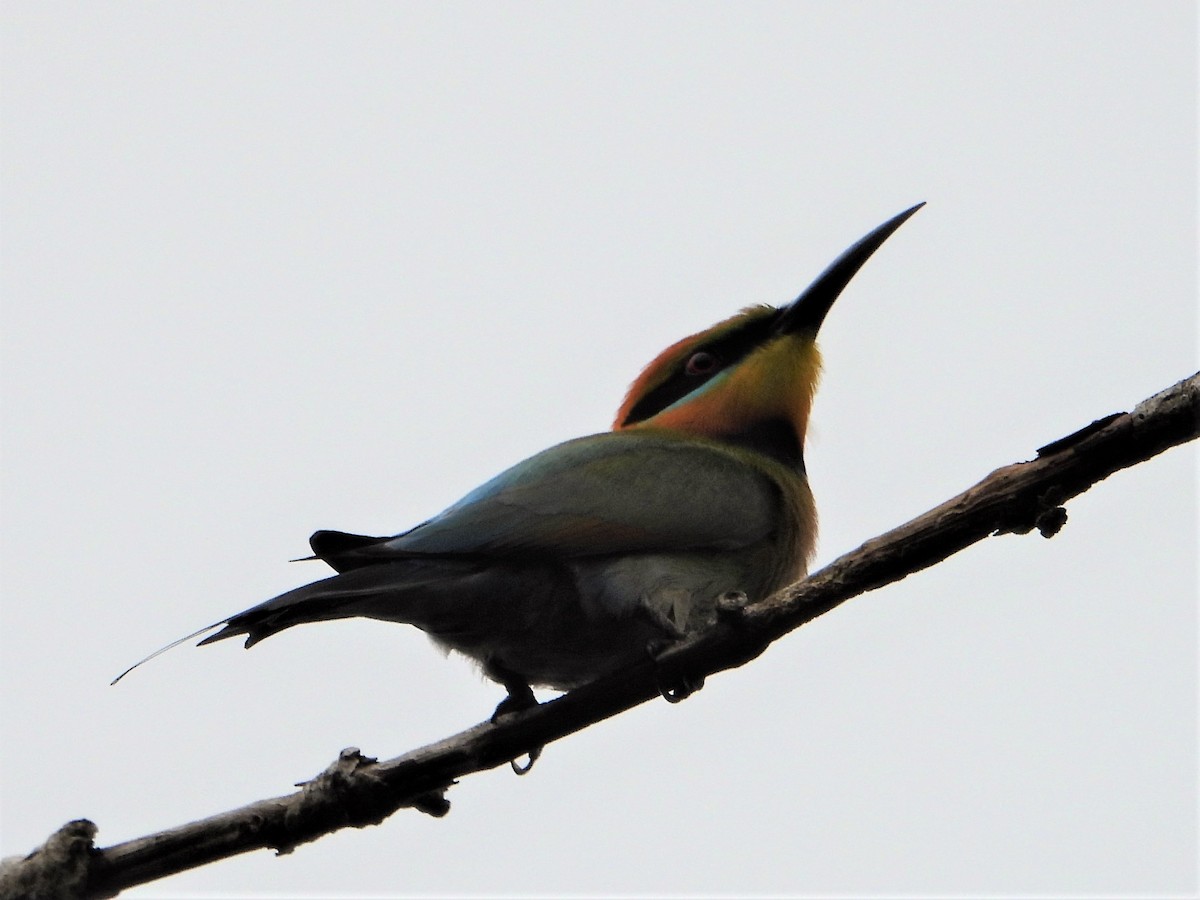 Rainbow Bee-eater - Leonie Beaulieu