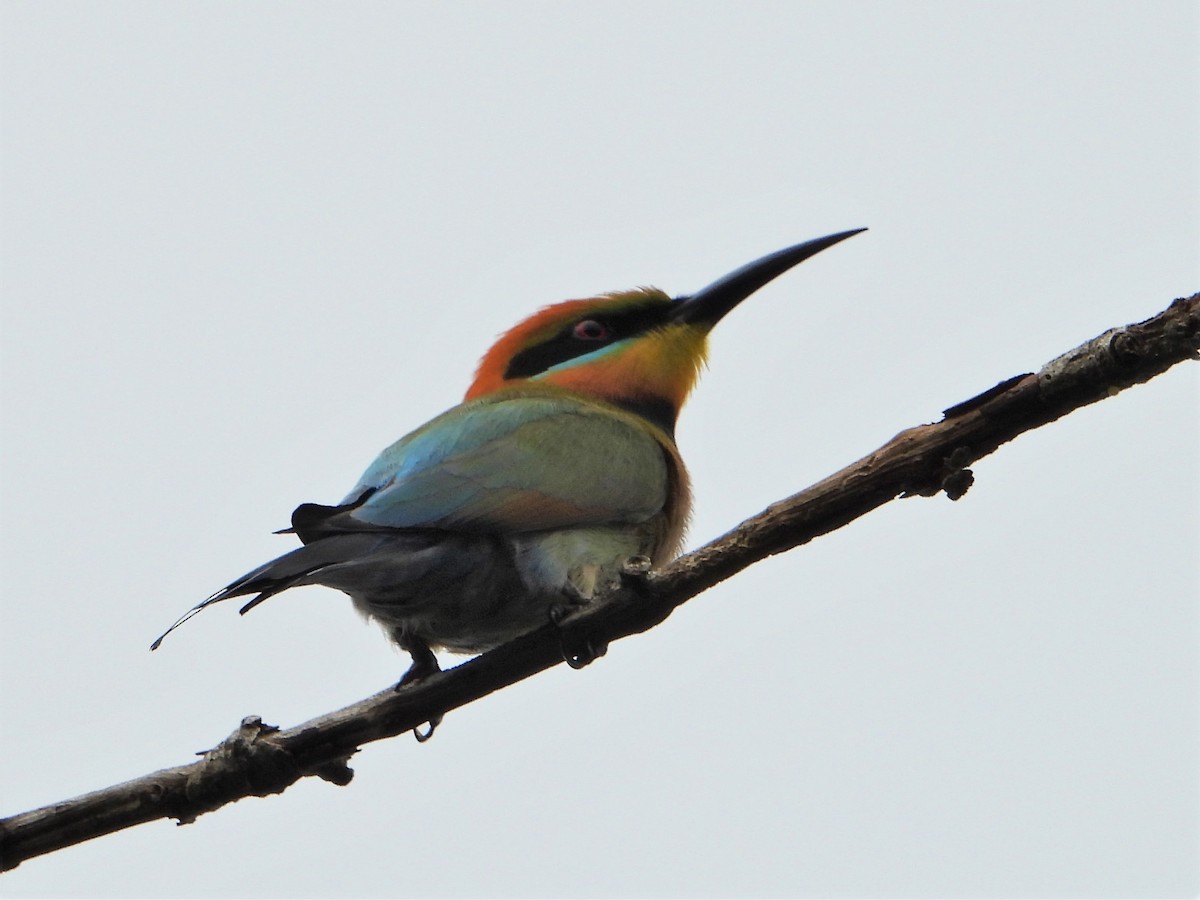 Rainbow Bee-eater - ML591270001