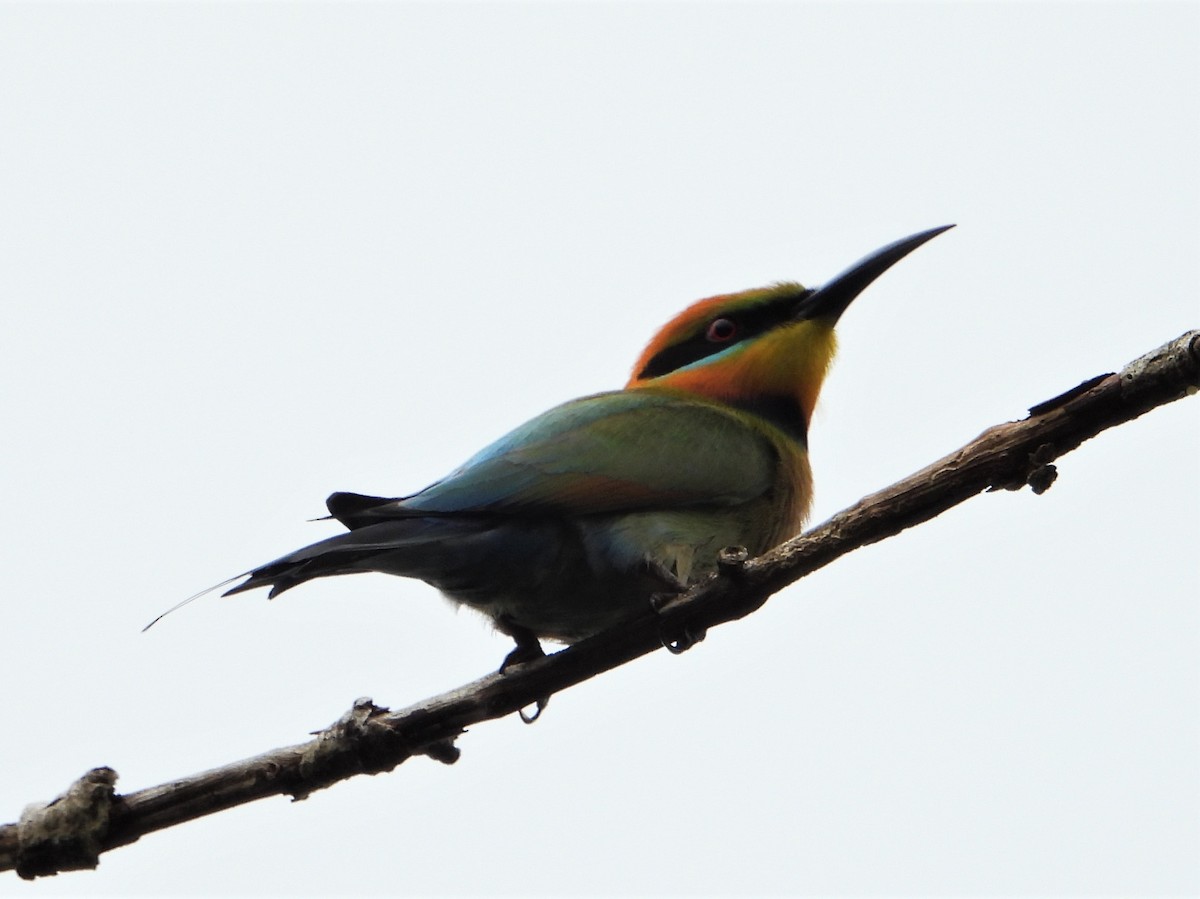 Rainbow Bee-eater - ML591270021