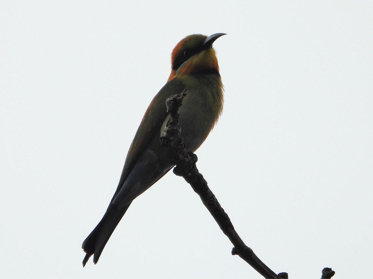 Rainbow Bee-eater - ML591270031