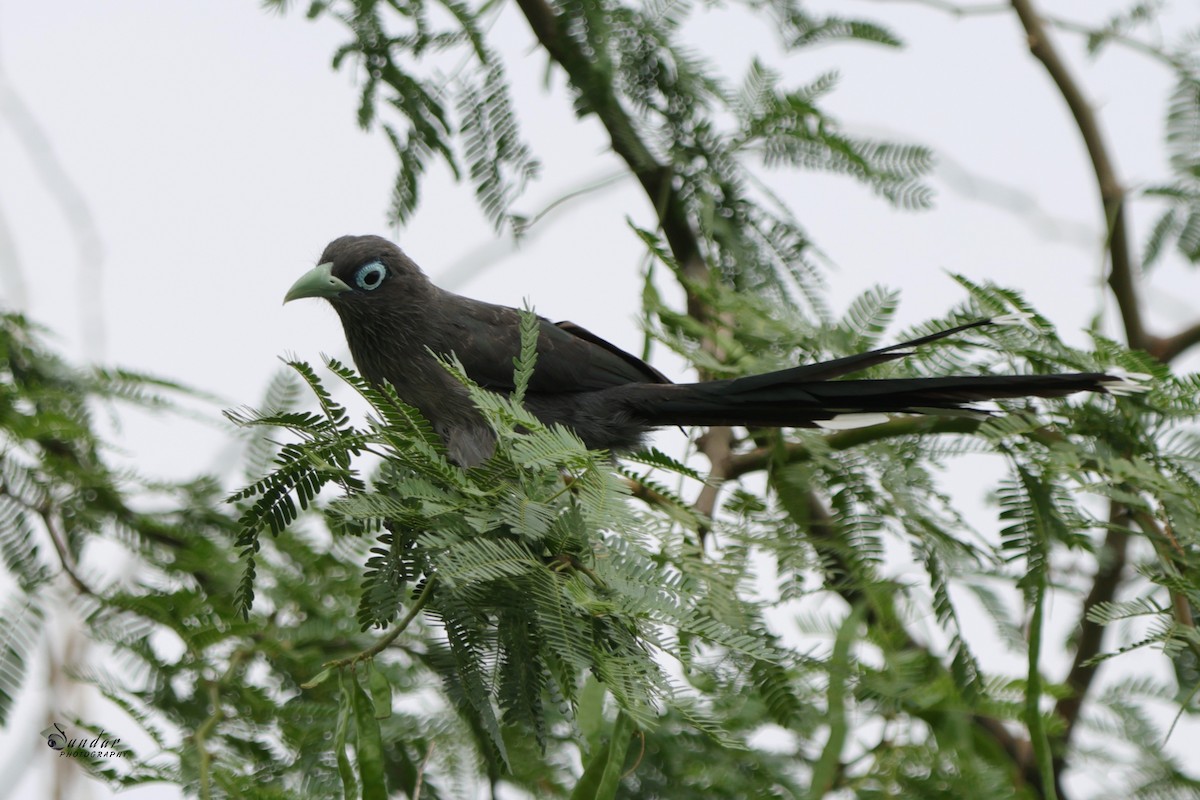 Blue-faced Malkoha - ML591270411