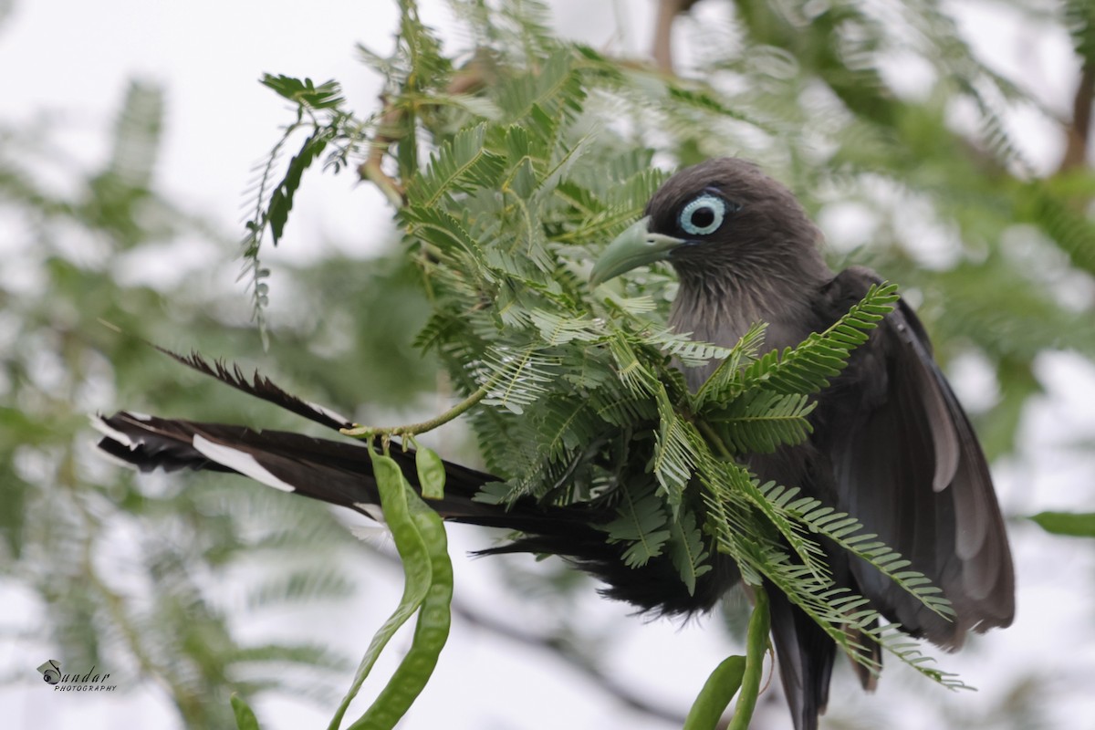 Blue-faced Malkoha - ML591270421