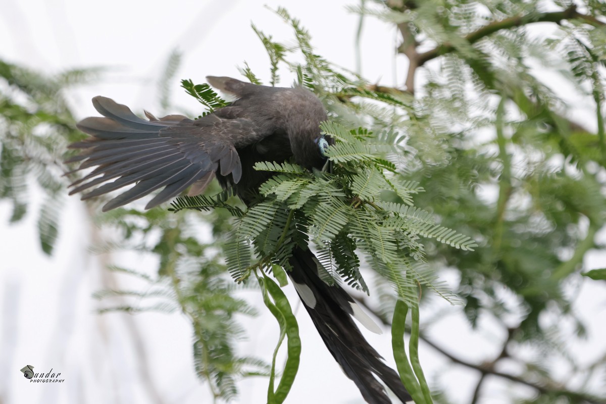 Blue-faced Malkoha - ML591270431