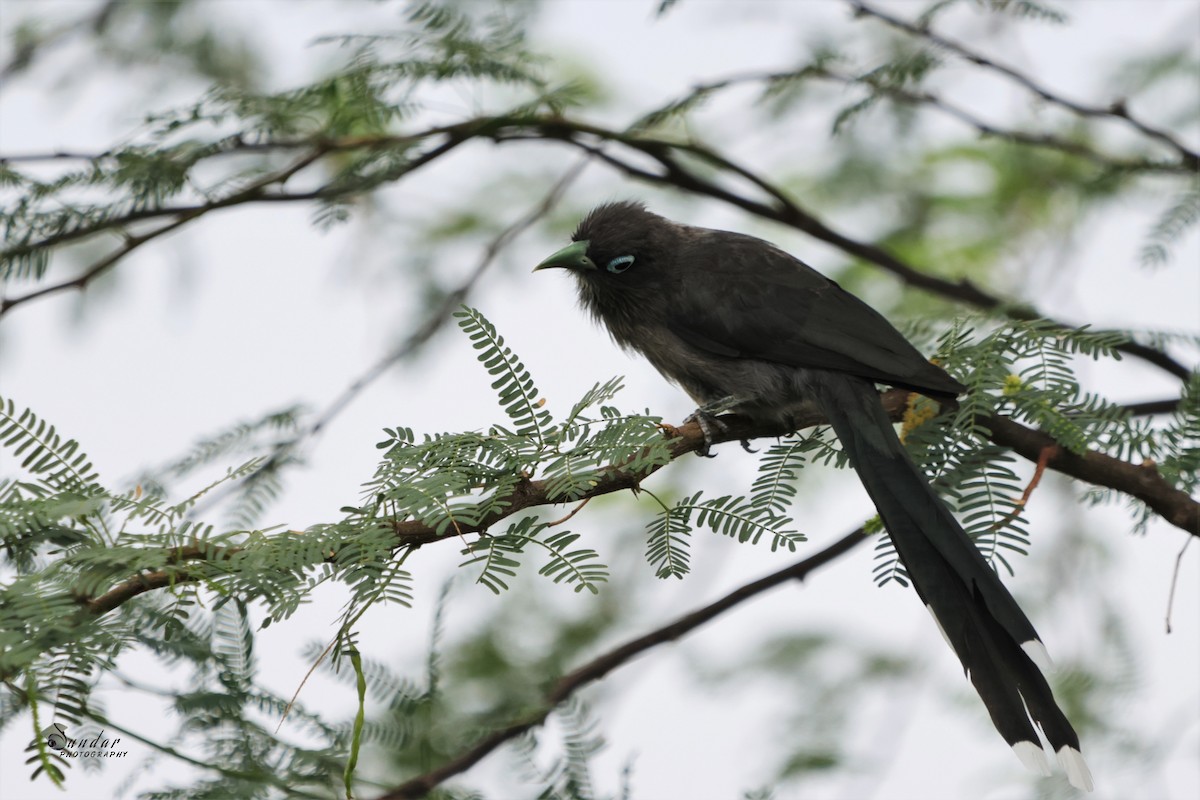 Blue-faced Malkoha - ML591270441