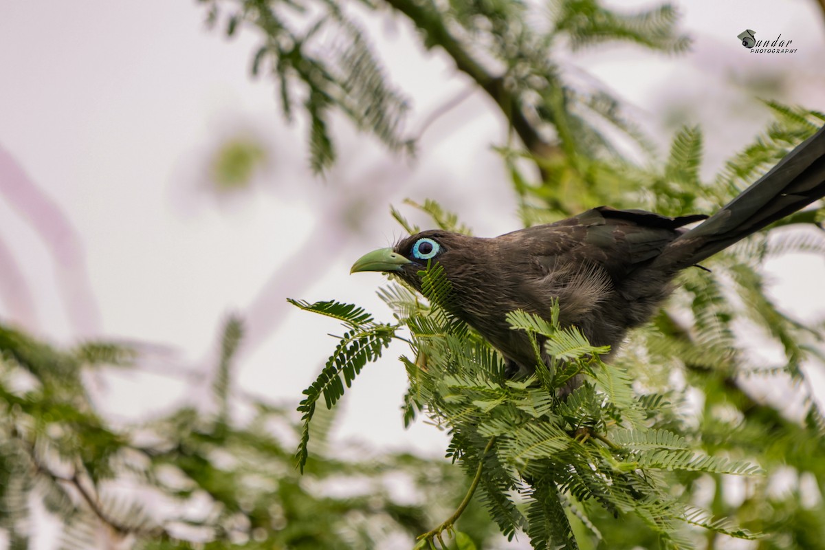 Blue-faced Malkoha - ML591270451