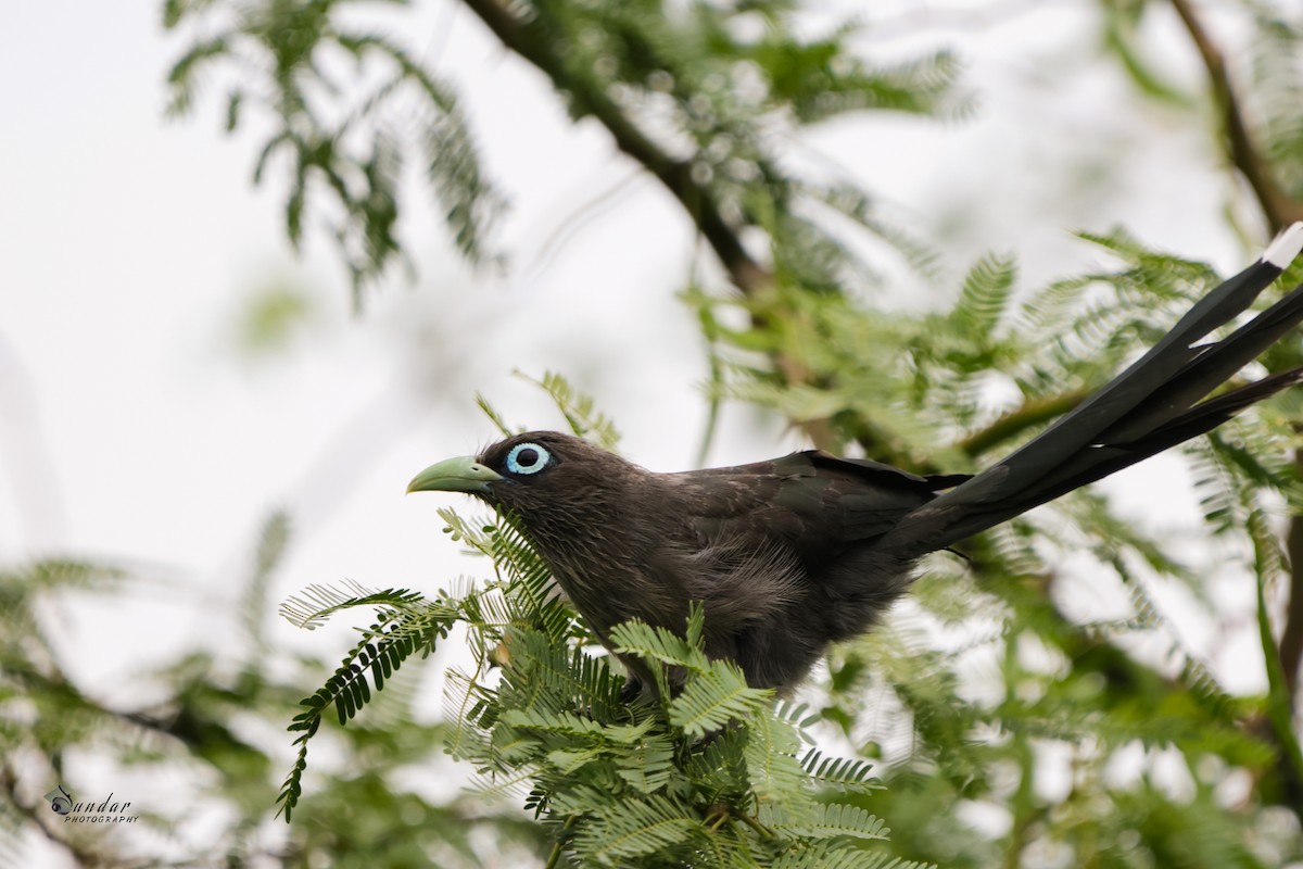 Blue-faced Malkoha - ML591270461