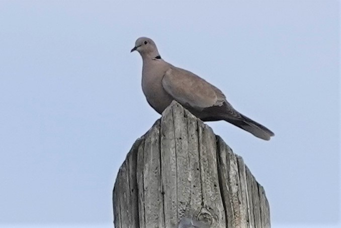 Eurasian Collared-Dove - ML591270541