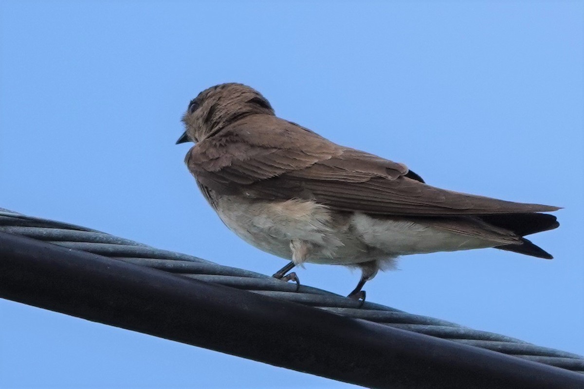 Northern Rough-winged Swallow - ML591270971