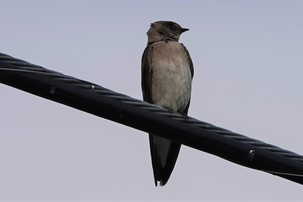 Northern Rough-winged Swallow - ML591270981