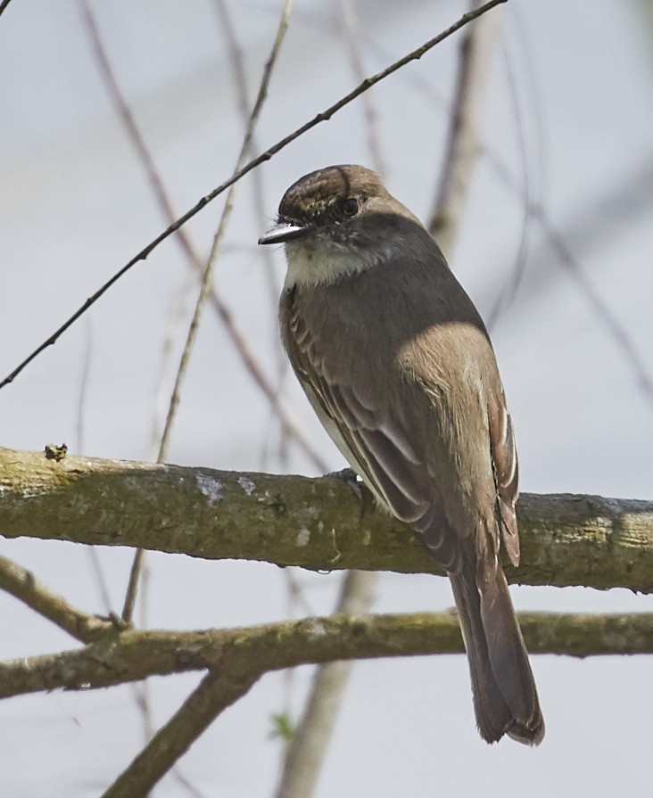 Eastern Phoebe - ML59127101