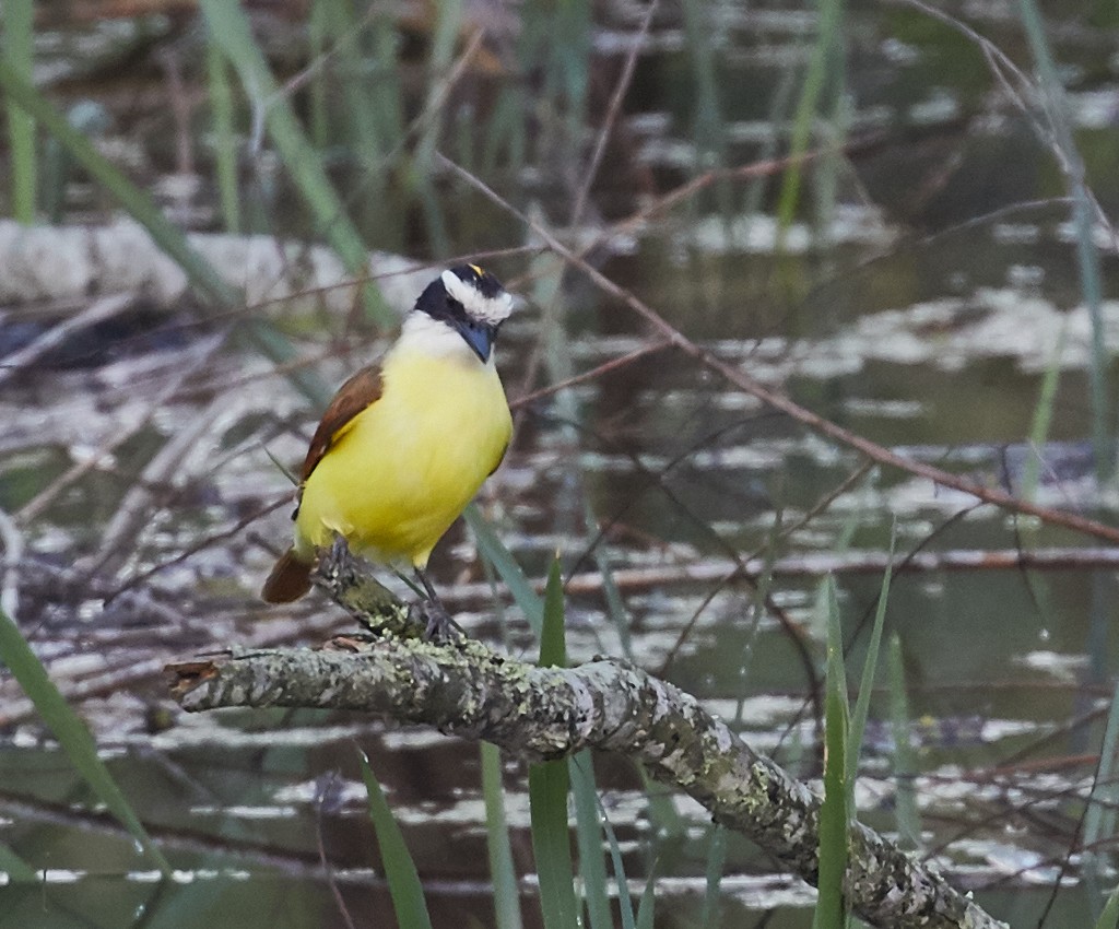 Great Kiskadee - ML59127161