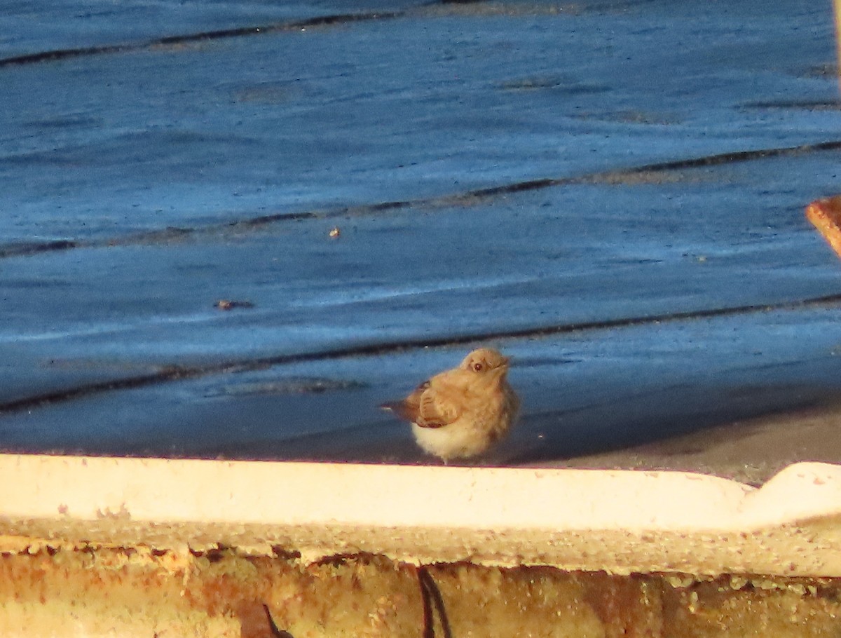 Eastern Black-eared Wheatear - ML591272121