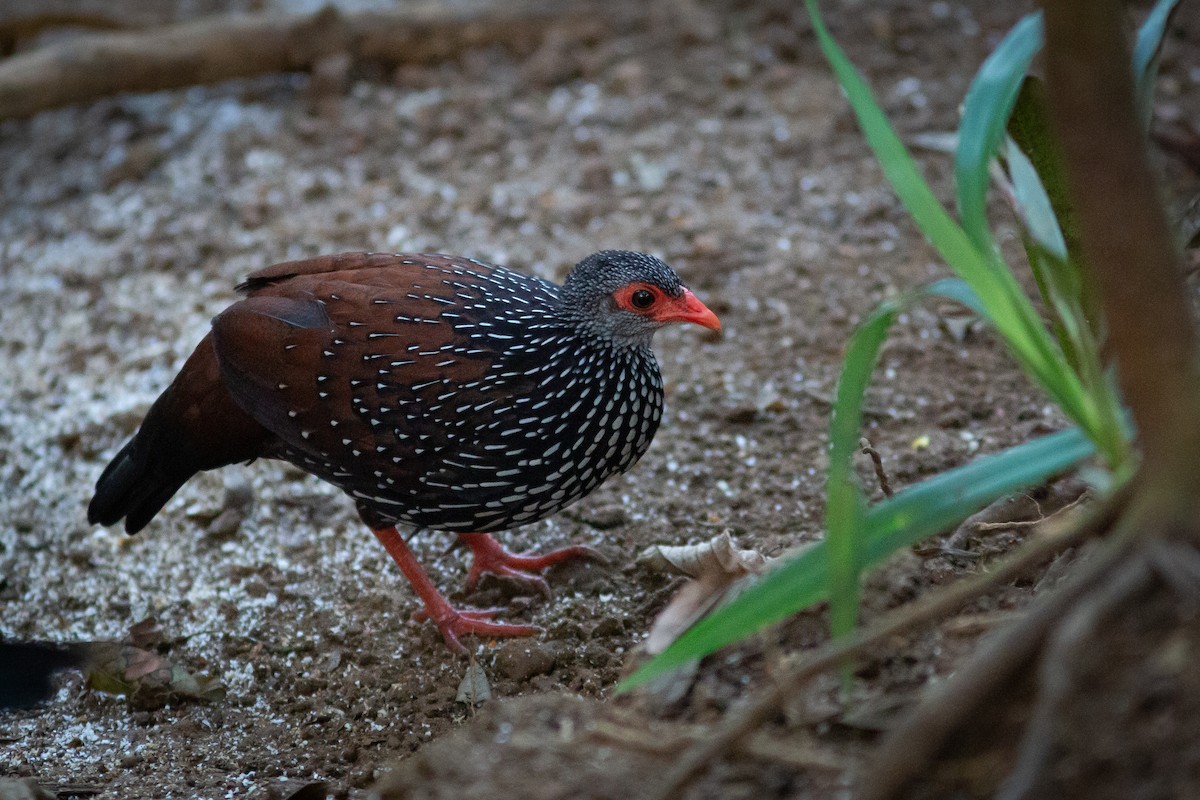 Sri Lanka Spurfowl - ML591272211
