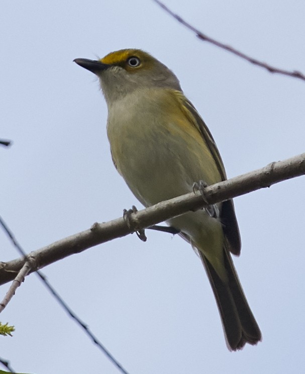 Ak Gözlü Vireo - ML59127291