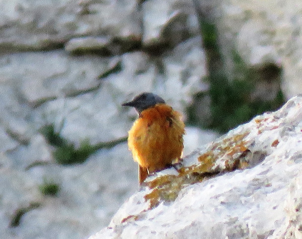 Rufous-tailed Rock-Thrush - ML591273041