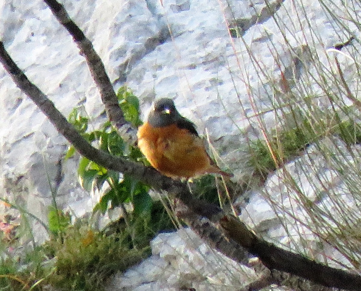 Rufous-tailed Rock-Thrush - ML591273061