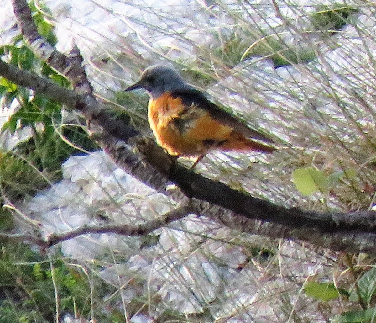 Rufous-tailed Rock-Thrush - Carmelo de Dios