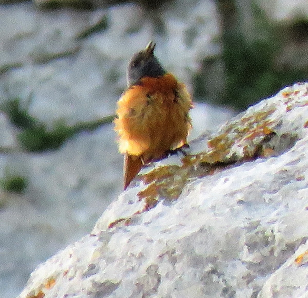 Rufous-tailed Rock-Thrush - ML591273081