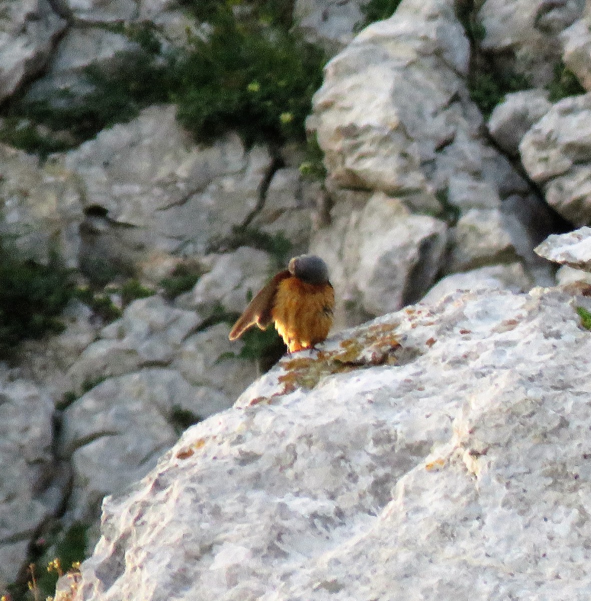 Rufous-tailed Rock-Thrush - ML591273091