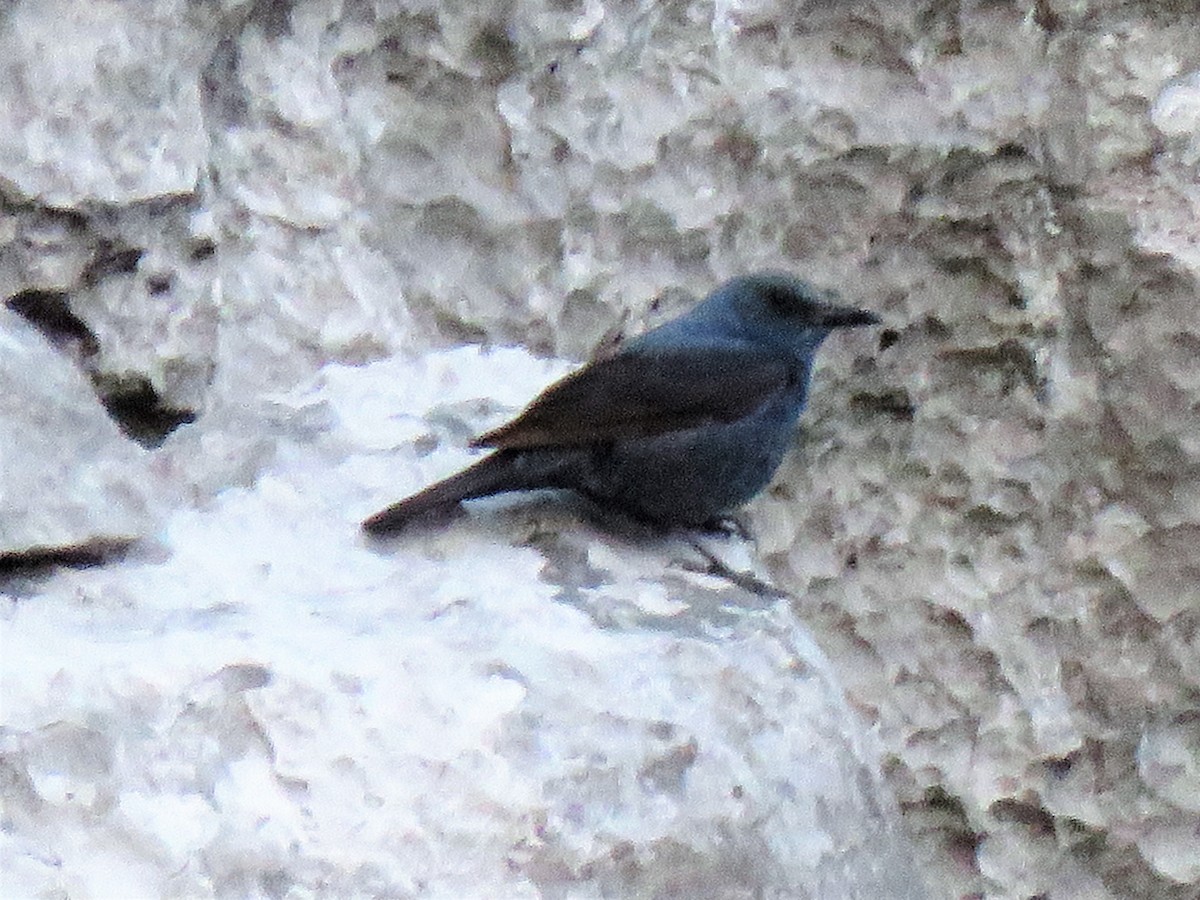 Blue Rock-Thrush - ML591273111